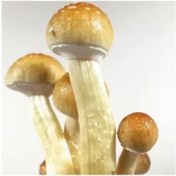 Golden Teacher Mushroom