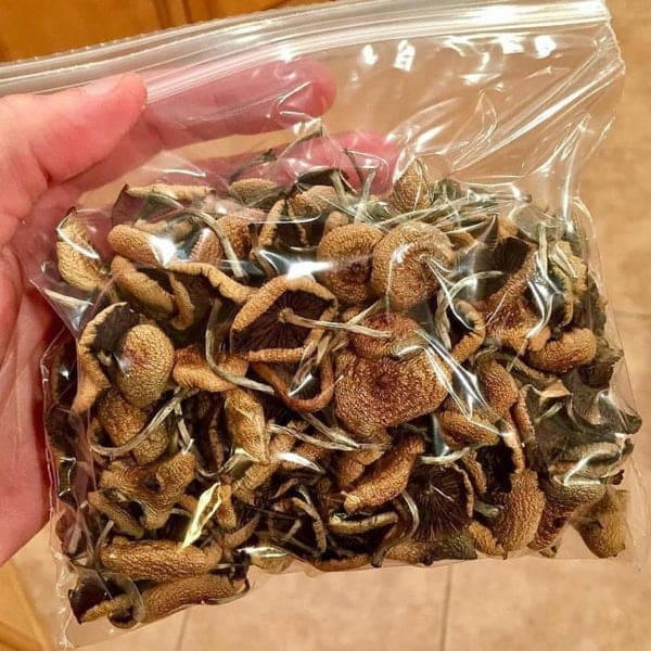 Golden Teacher Mushroom