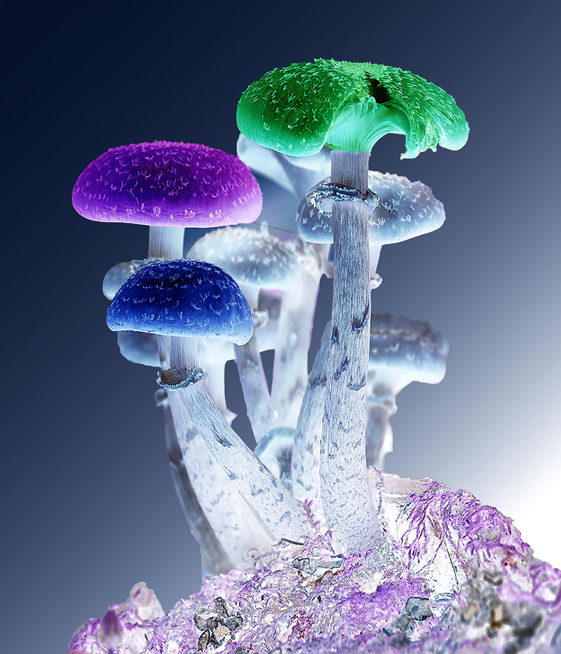 photoshop, mushrooms, psychedelic, nature, fungi, magic, fungus, hallucinogenic, recreational, therapy, trip, forest, microdosing, spiritual, psilocybe, psychotropic, blue forest, blue therapy, blue magic, psychedelic, psychedelic, psychedelic, psychedelic, psychedelic