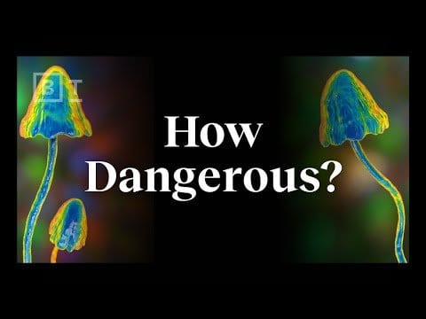 LSD , dmt, magic mushroom