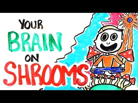 LSD , dmt, magic mushroom