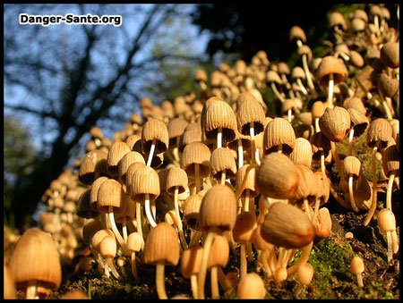 champignon hallucinog ne effet cerveau