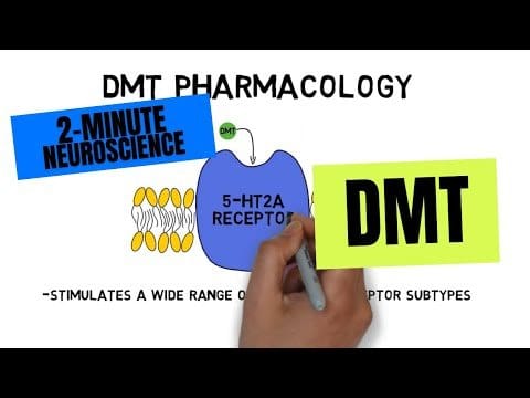 ist dmt sch dlich f r den k rper