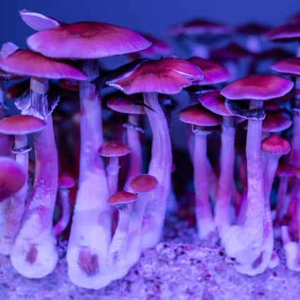 magic mushroom drug test