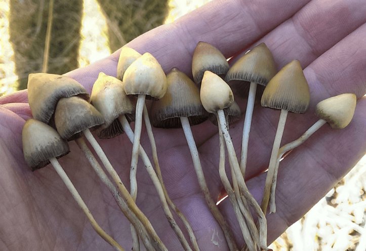 mdma and magic mushrooms