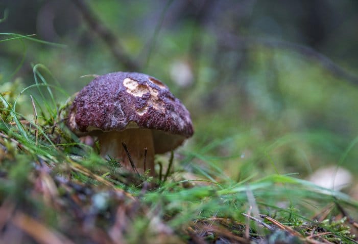 pilz auf pilz auf pilz