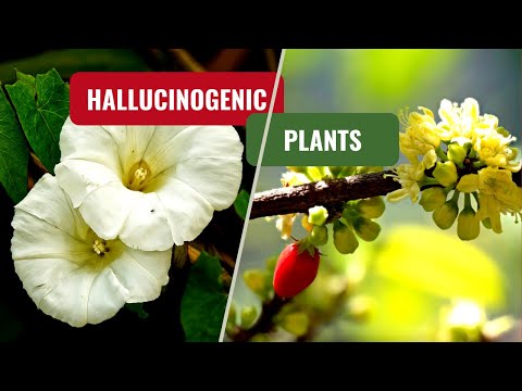 what is the most powerful psychoactive plant